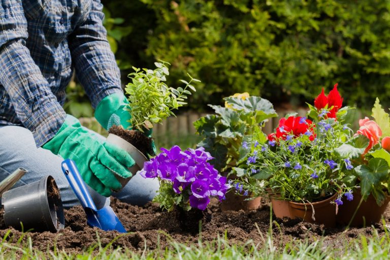 How to Choose Flowers That Thrive in Michigan Weather