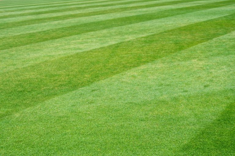 How to Prepare Your Lawn for Summer Heat