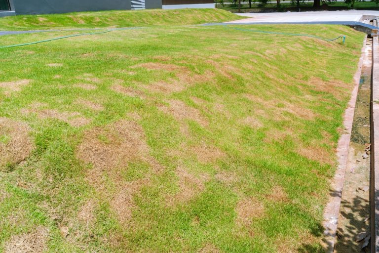How to Fix Bare Spots in Your Lawn