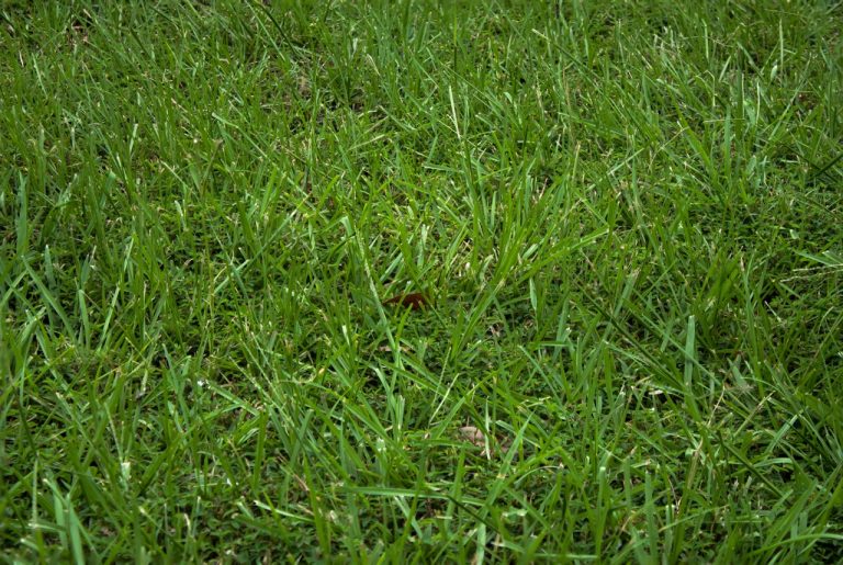 When to Aerate and Overseed Your Lawn in Michigan
