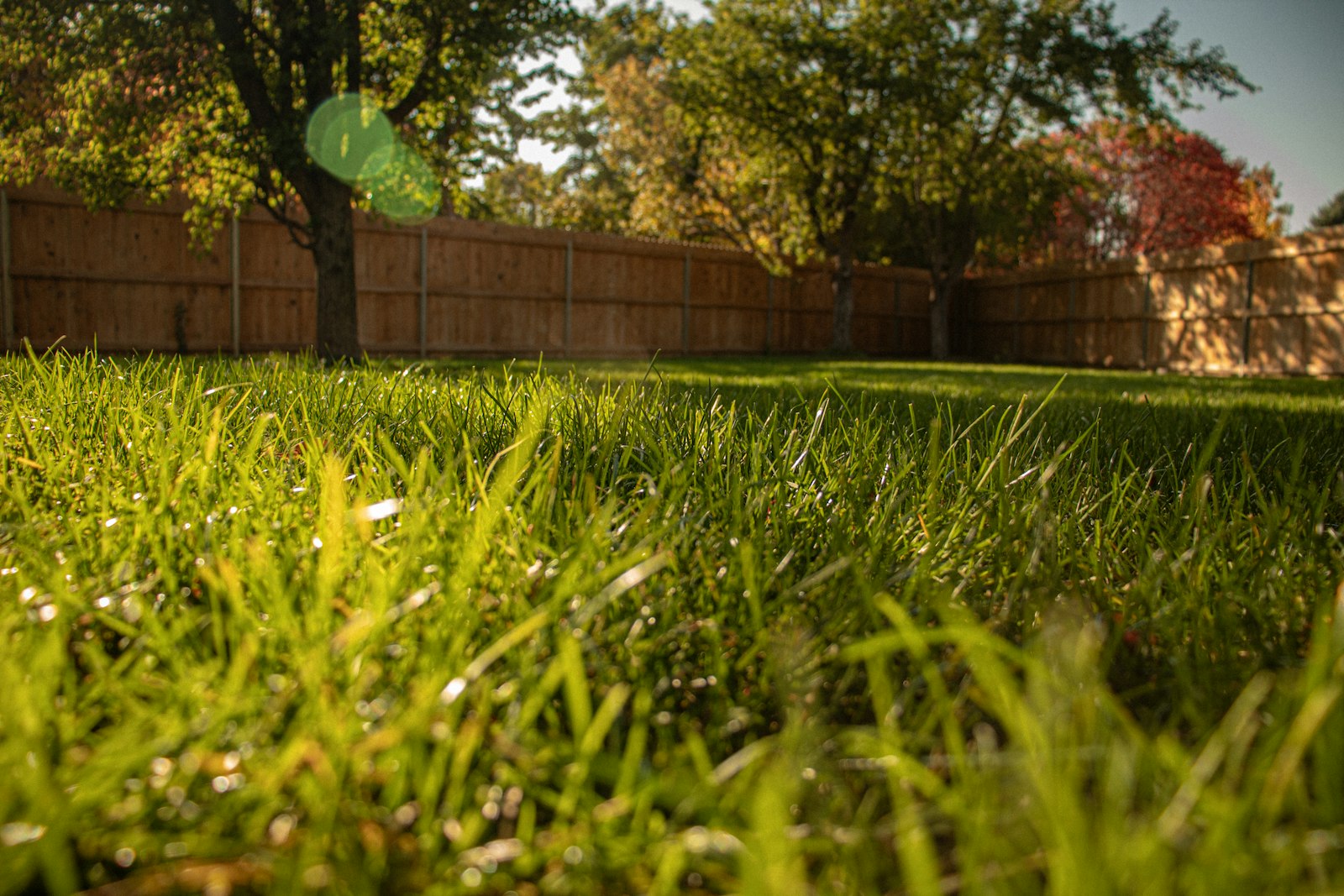 Thick green residential lawn with a mature shade tree and wood fence, typical of Oakland County yards ready for fall aeration and overseeding