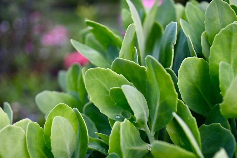 Deer-resistant landscaping in Rochester Hills with textured foliage