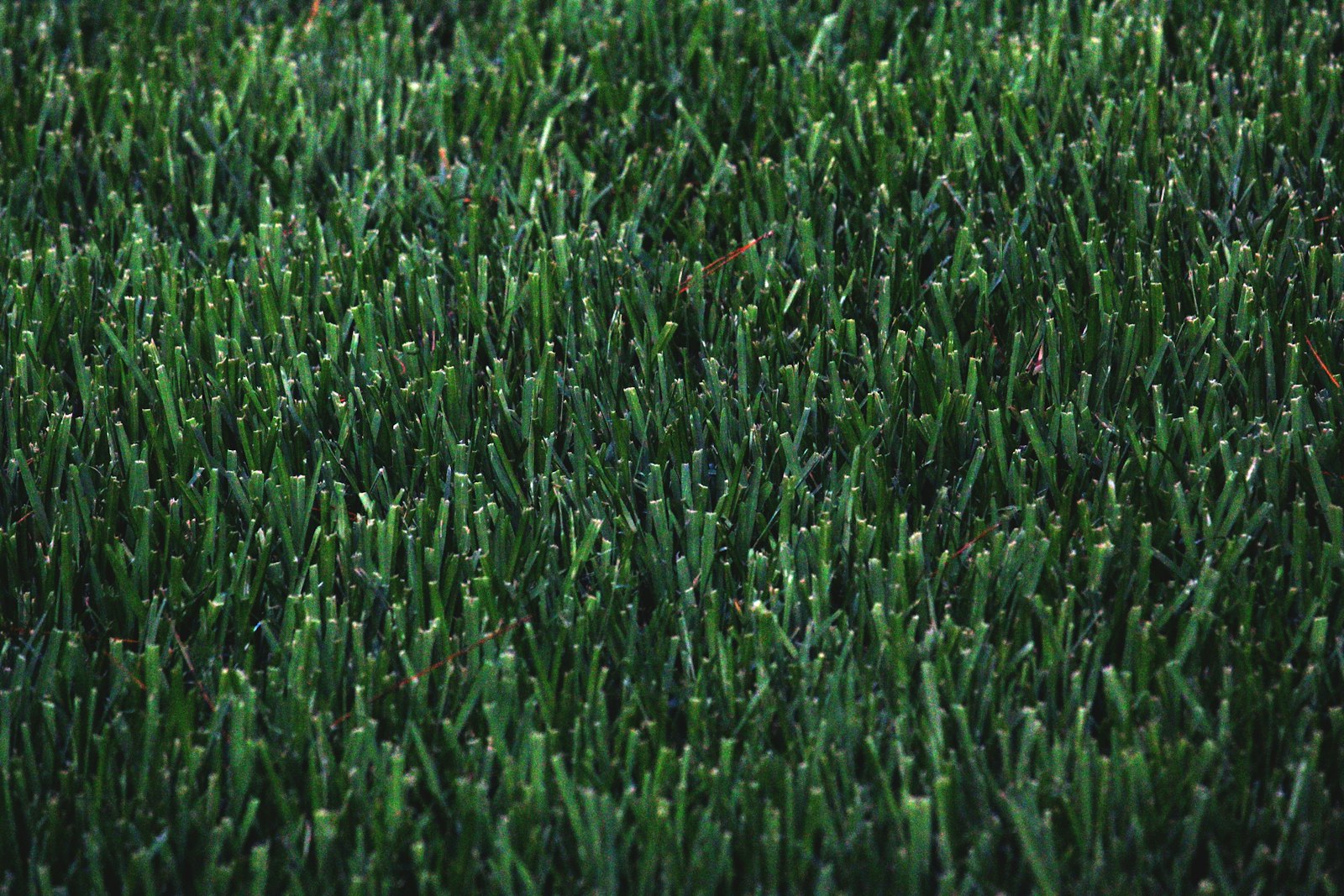 Hydroseeding vs sod in Michigan on a newly established green lawn