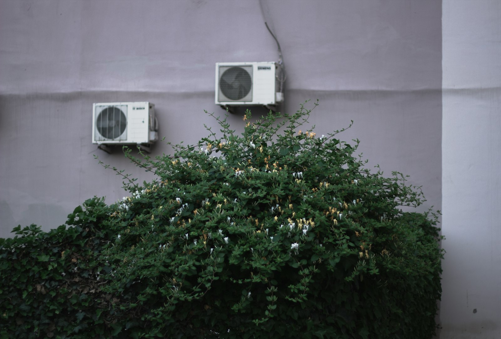 Landscape screening in Metro Detroit with dense green shrubs