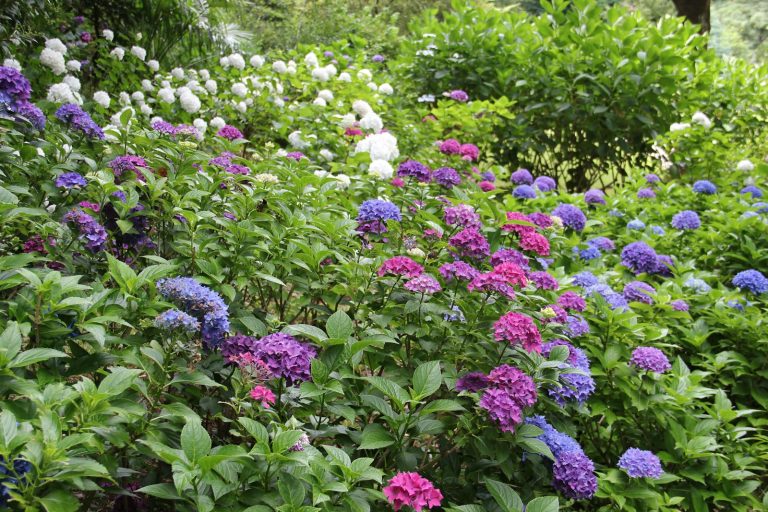 Plant health care in Michigan for vigorous ornamental shrubs