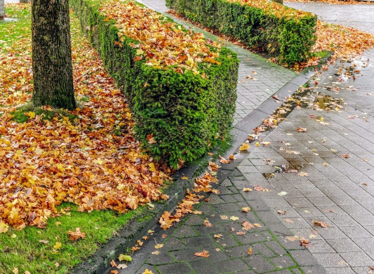 Professional fall cleanup in Michigan with autumn leaves near landscape beds