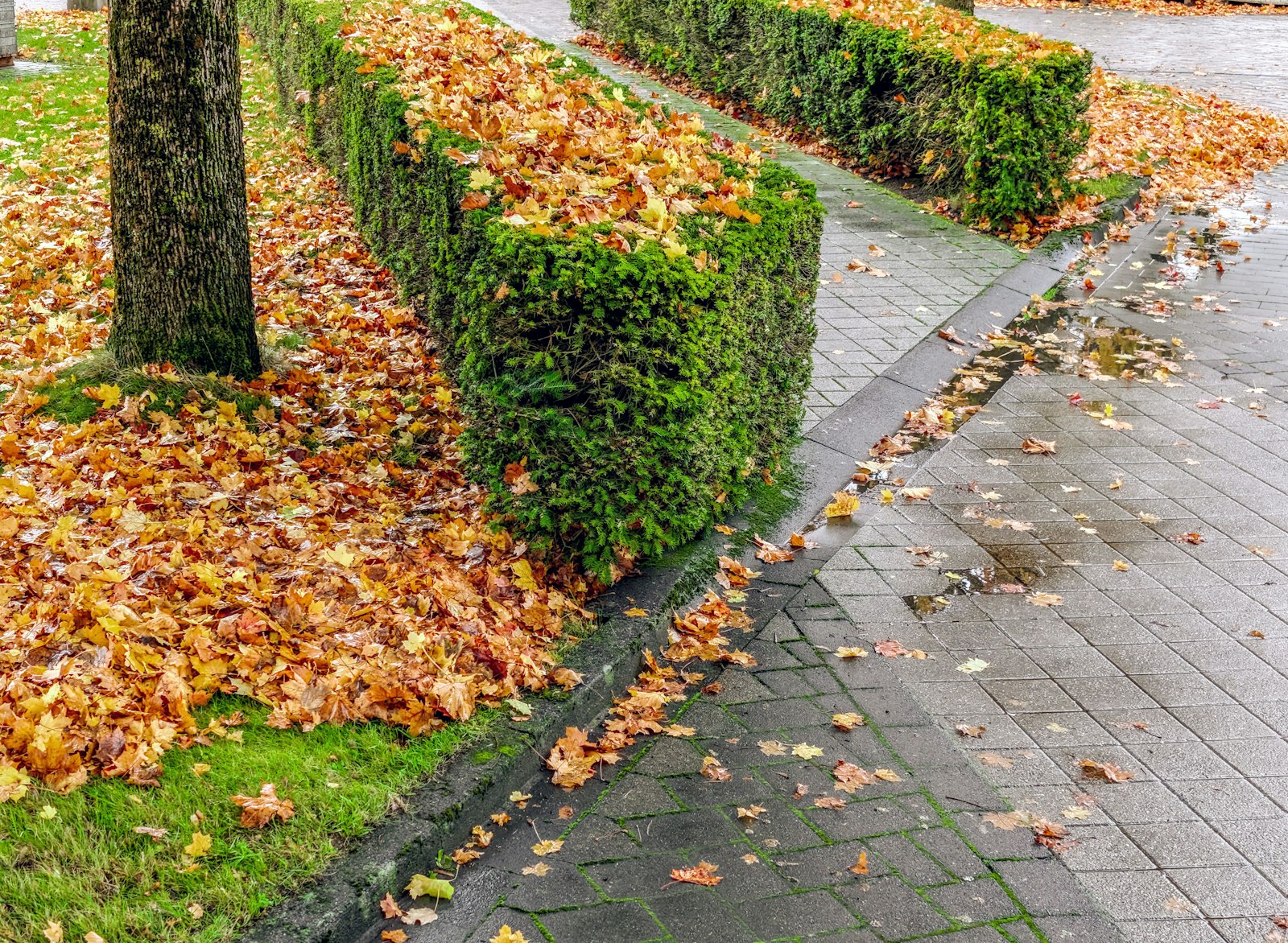 Professional fall cleanup in Michigan with autumn leaves near landscape beds