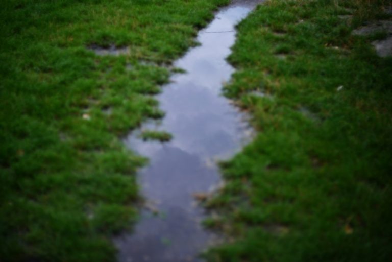 Standing water in a lawn showing possible yard drainage and grading problems