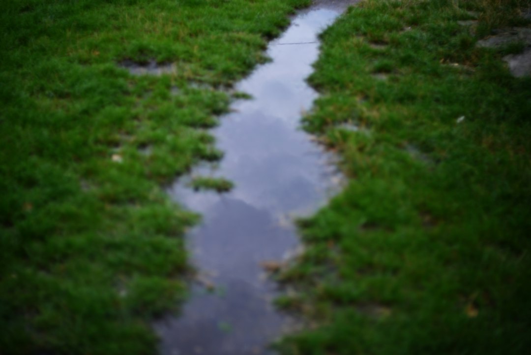 Standing water in a lawn showing possible yard drainage and grading problems
